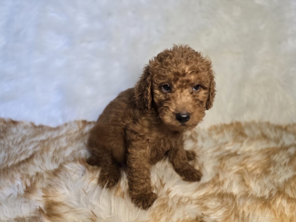 Candie - Goldendoodle Mini F1b - Image 4