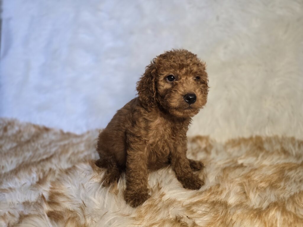 Candie - Goldendoodle Mini F1b - Image 5