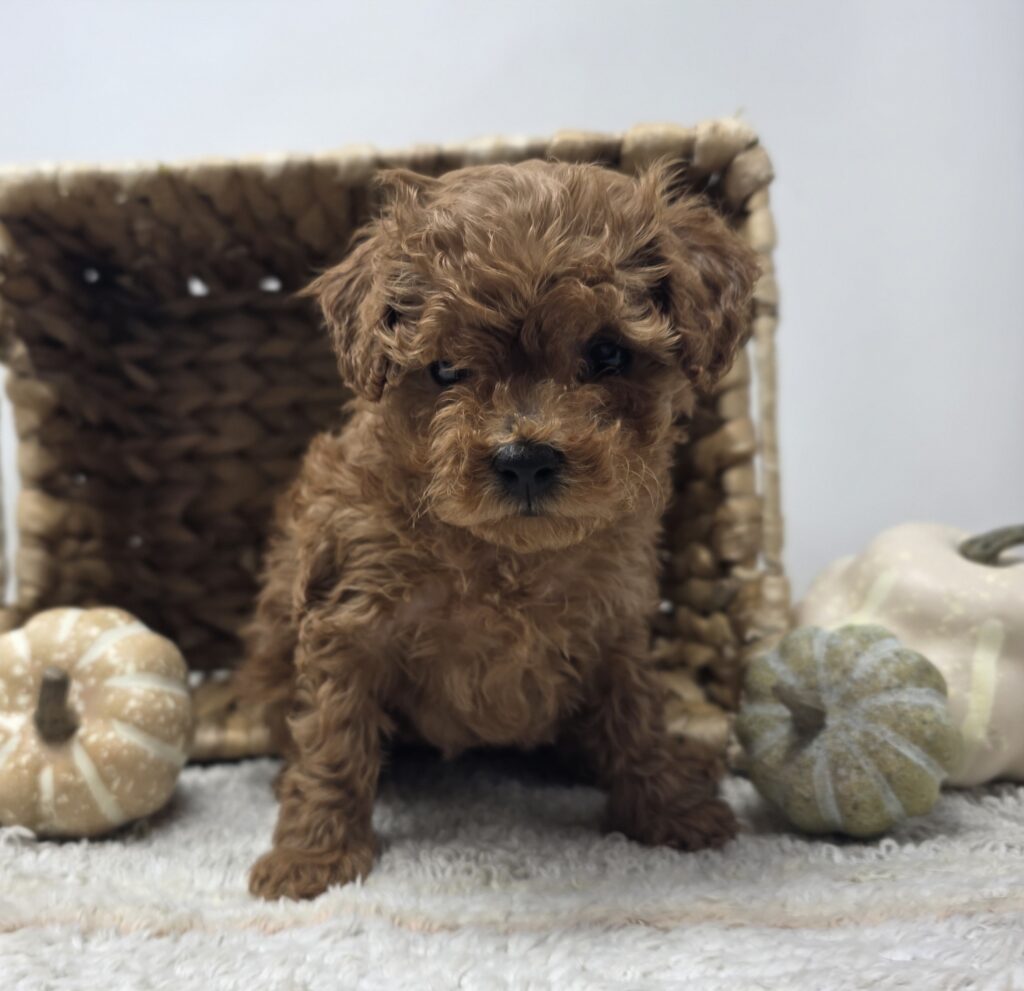 Jaguar - Poodle/Maltipoo - Image 2