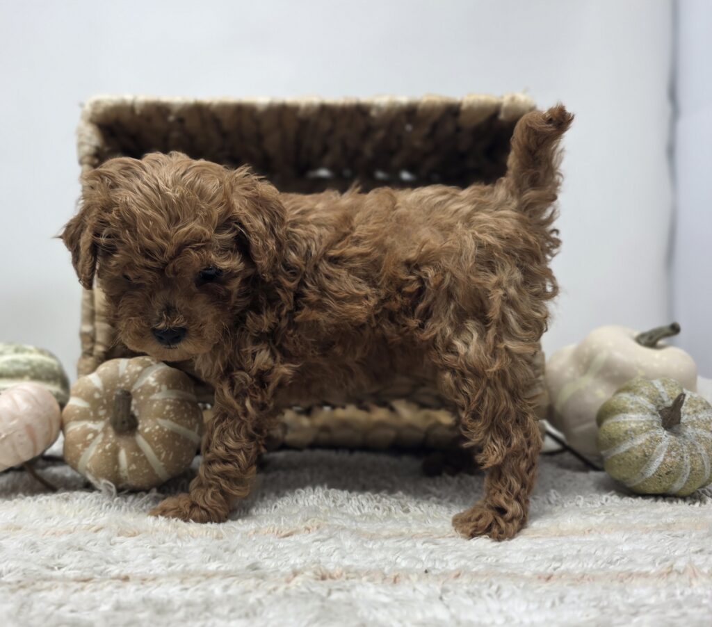 Jaguar - Poodle/Maltipoo - Image 3