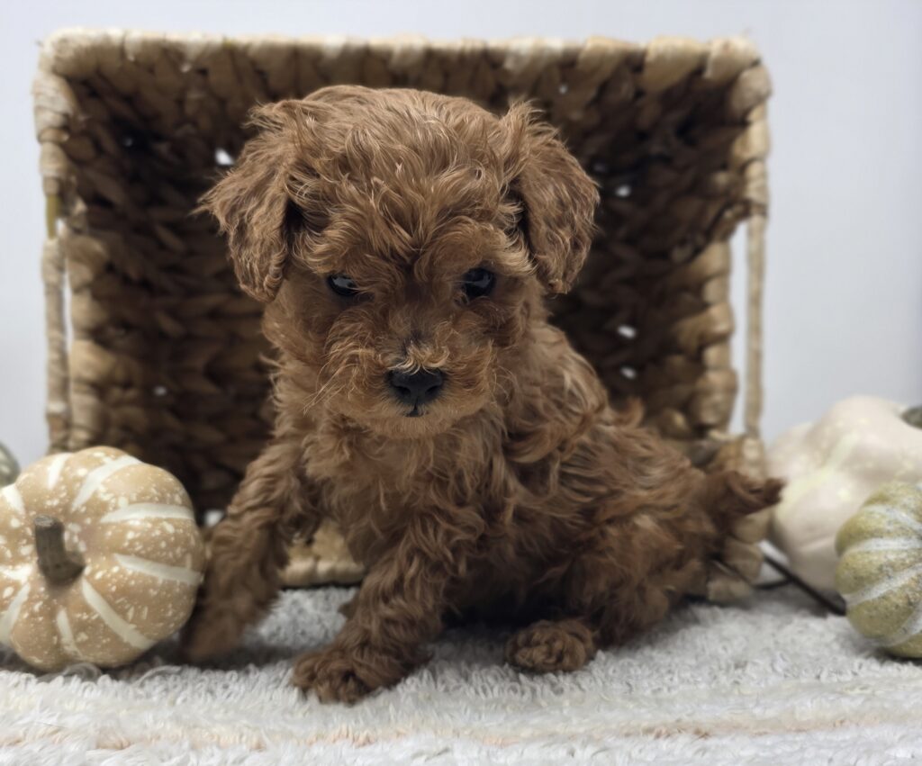 Jaguar - Poodle/Maltipoo - Image 4