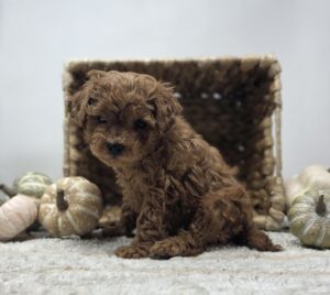 Poodle/Maltipoo