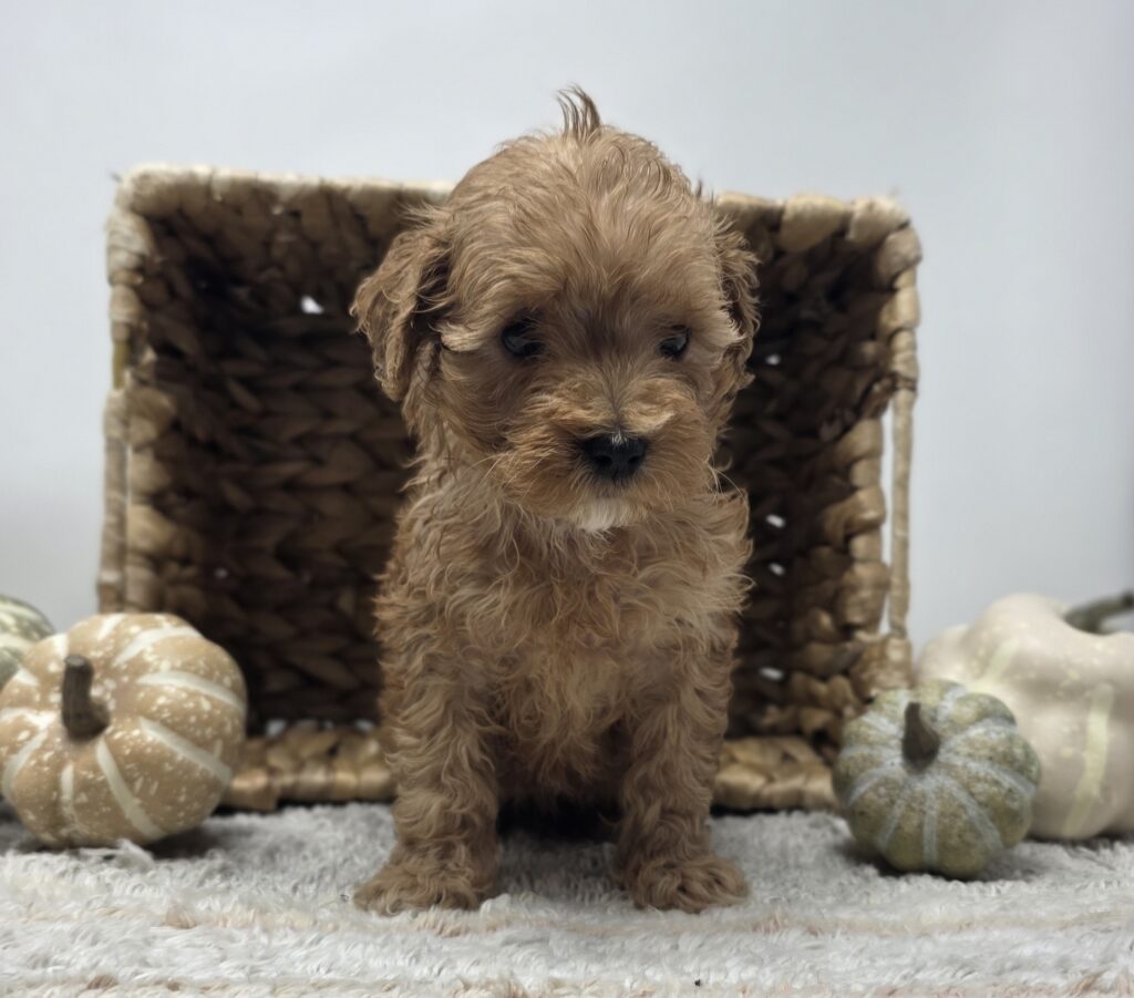 Orbit - Poodle/Maltipoo - Image 2