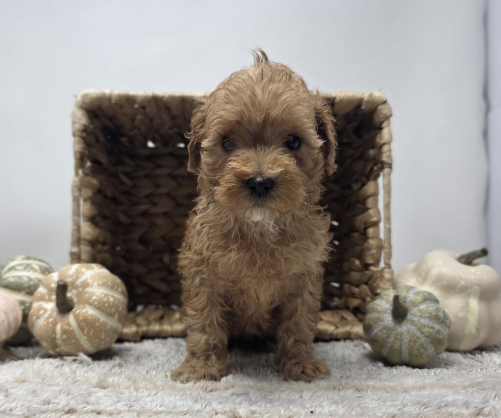 [#25772-02]  - Red F Poodle/Maltipoo Puppies For Sale