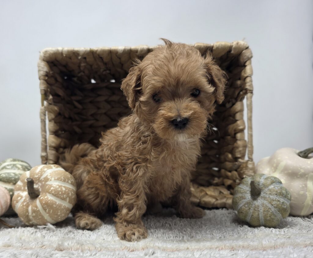 Orbit - Poodle/Maltipoo - Image 3