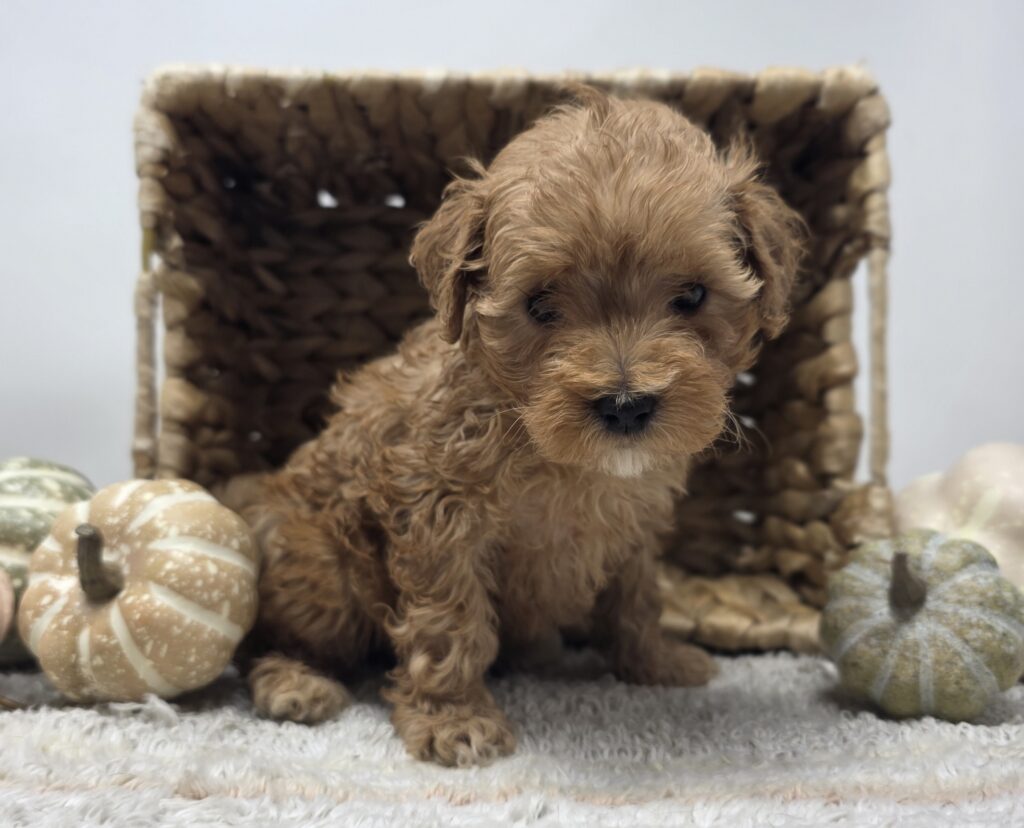 Orbit - Poodle/Maltipoo - Image 4