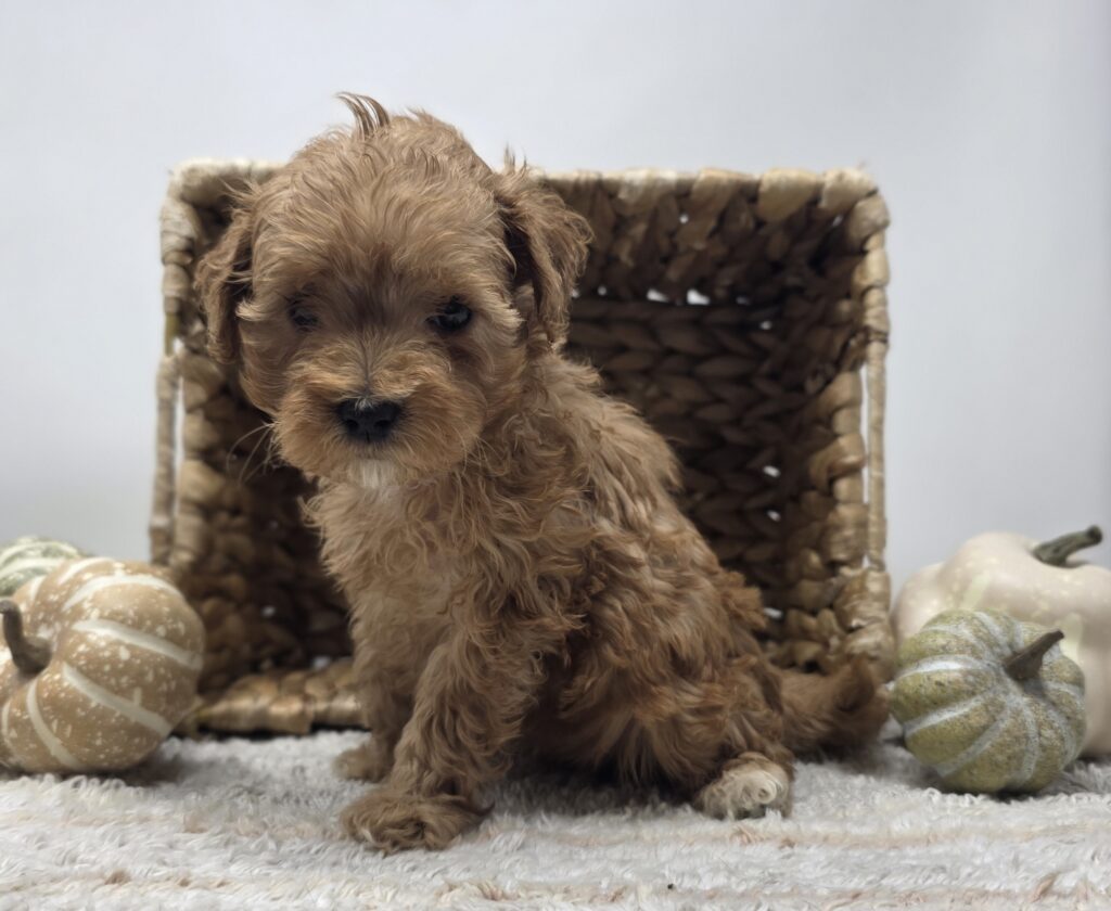 Orbit - Poodle/Maltipoo - Image 5