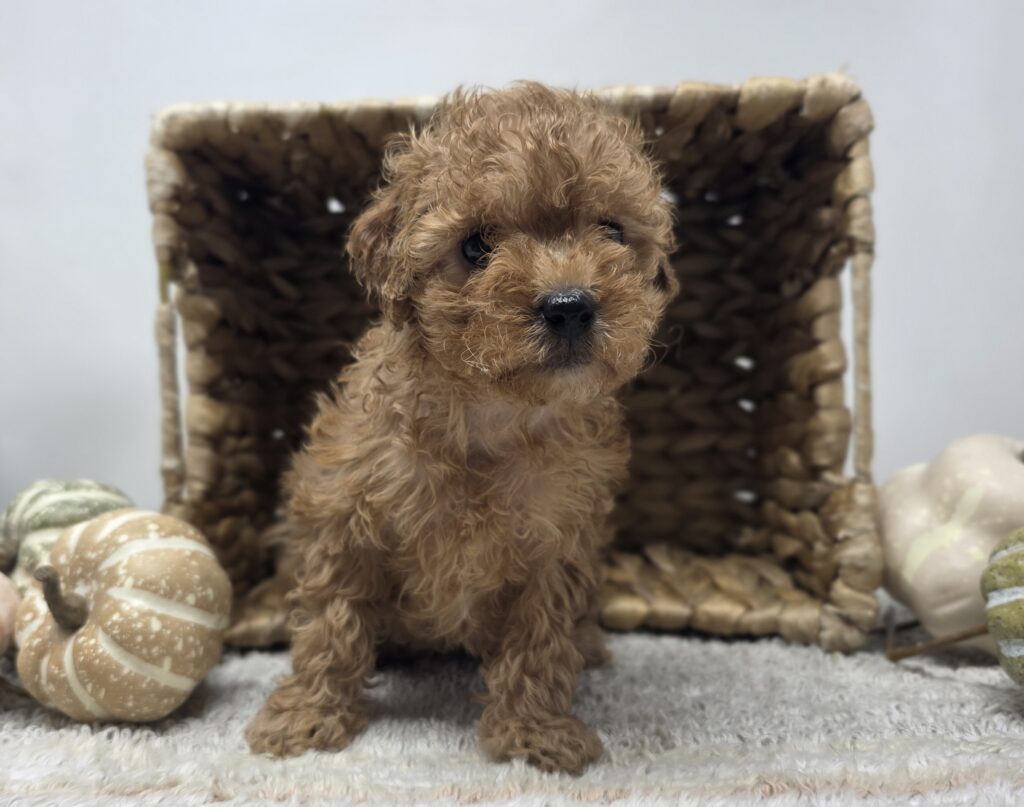 Haze - Poodle/Maltipoo - Image 2