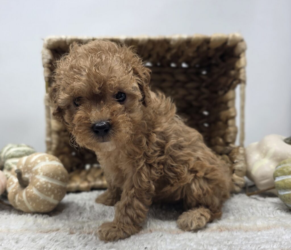 Haze - Poodle/Maltipoo - Image 3
