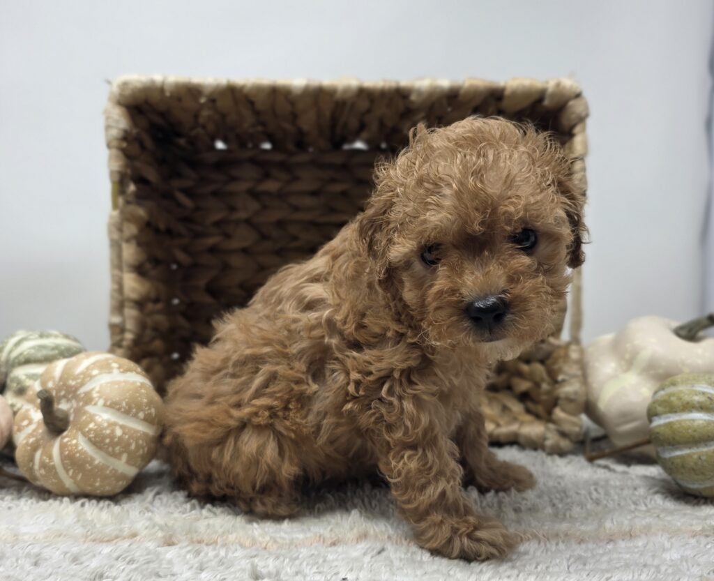 Haze - Poodle/Maltipoo - Image 4