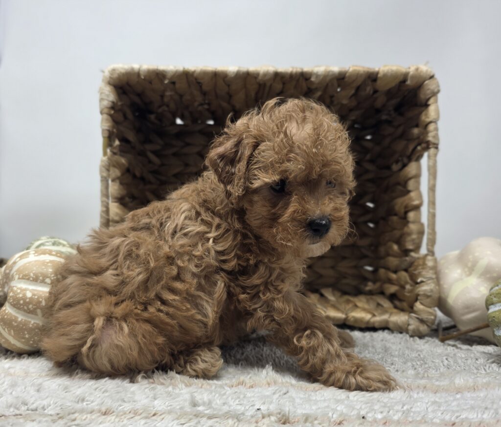 Haze - Poodle/Maltipoo - Image 5