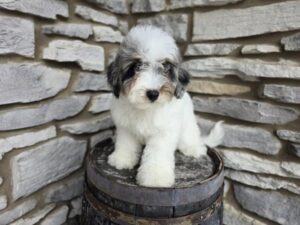 Bernedoodle Mini F1b