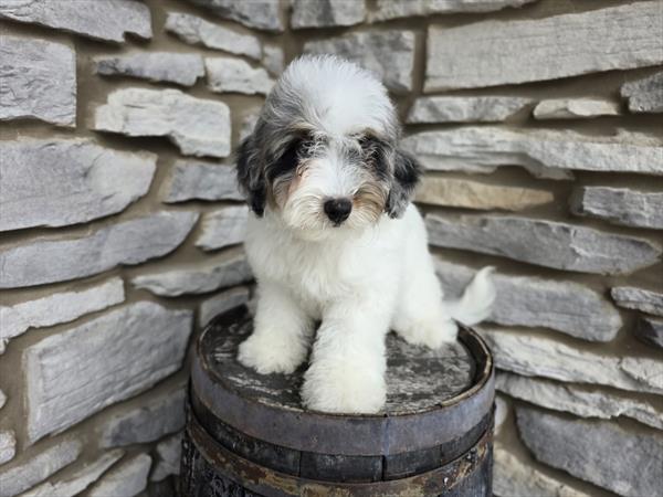 [#2513-03]  - White F Bernedoodle Mini F1b Puppies For Sale