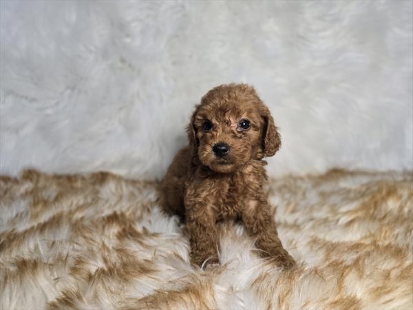 [#25691-05]  - Red M Goldendoodle Mini F1b Puppies For Sale