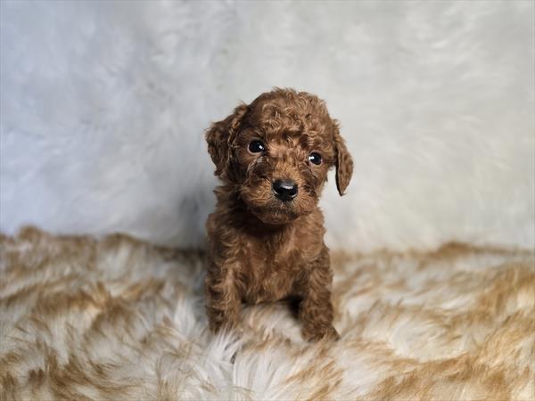 [#25691-07]  - Red F Goldendoodle Mini F1b Puppies For Sale