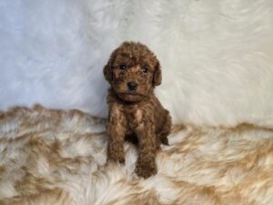Goldendoodle Mini F1b