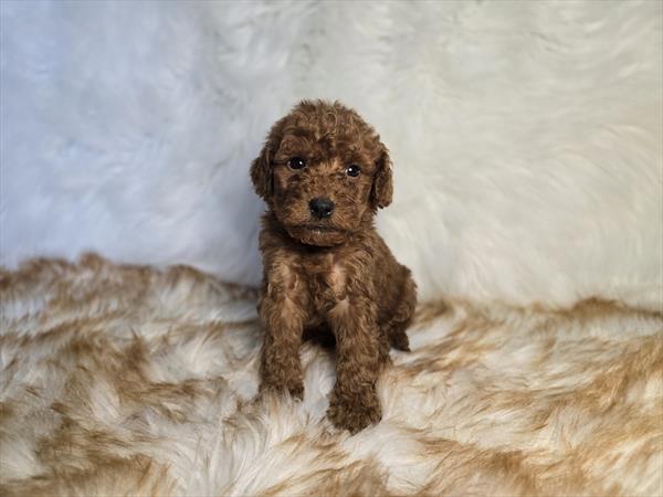 [#25691-08]  - Red F Goldendoodle Mini F1b Puppies For Sale
