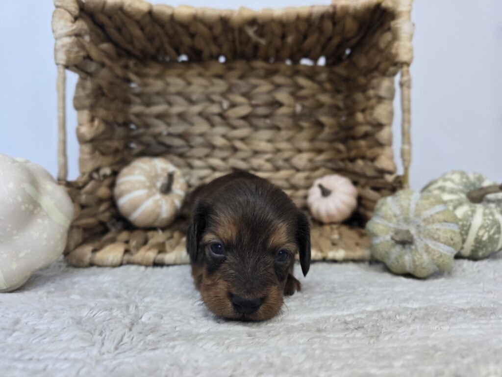 [#25818-01]  - Black / Brown M Dachshund Puppies For Sale