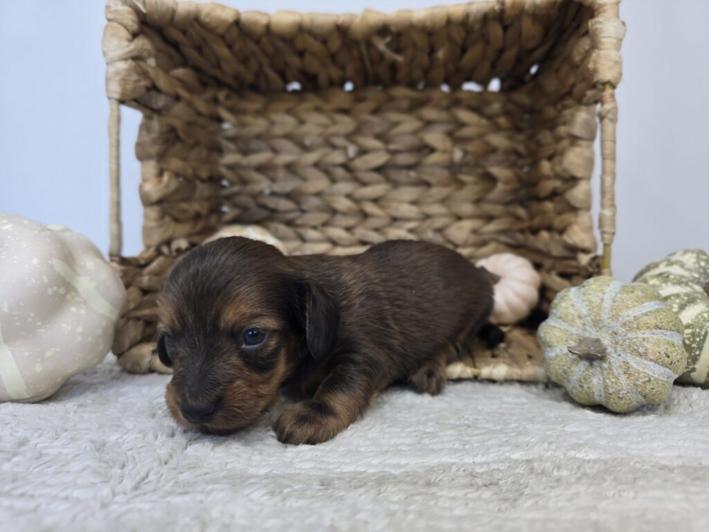 Otter - Dachshund - Image 3