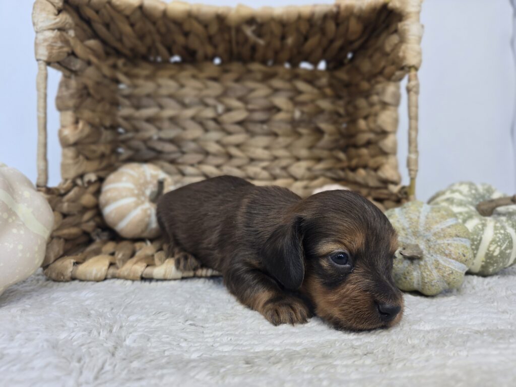 Otter - Dachshund - Image 2