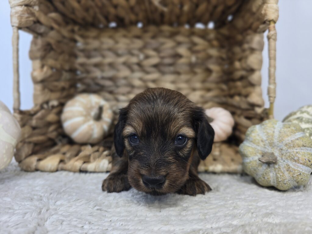 [#25818-02]  - Black / Brown F Dachshund Puppies For Sale