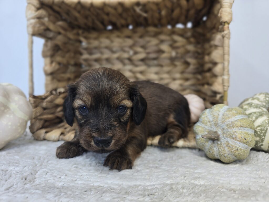 Lucky - Dachshund - Image 3
