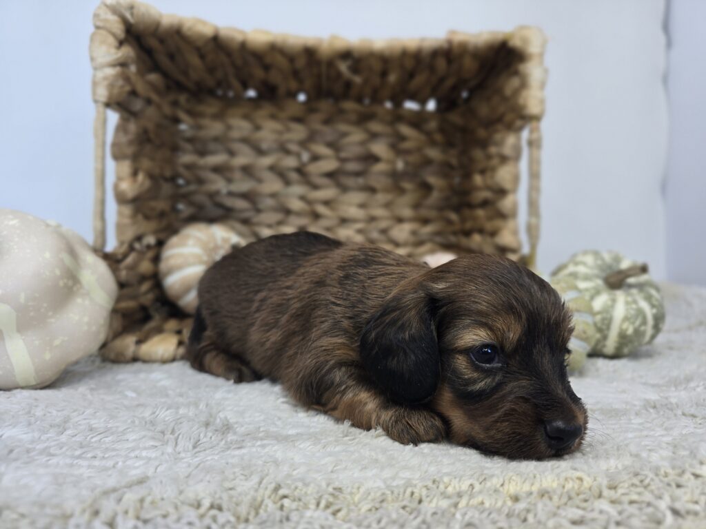Lucky - Dachshund - Image 2