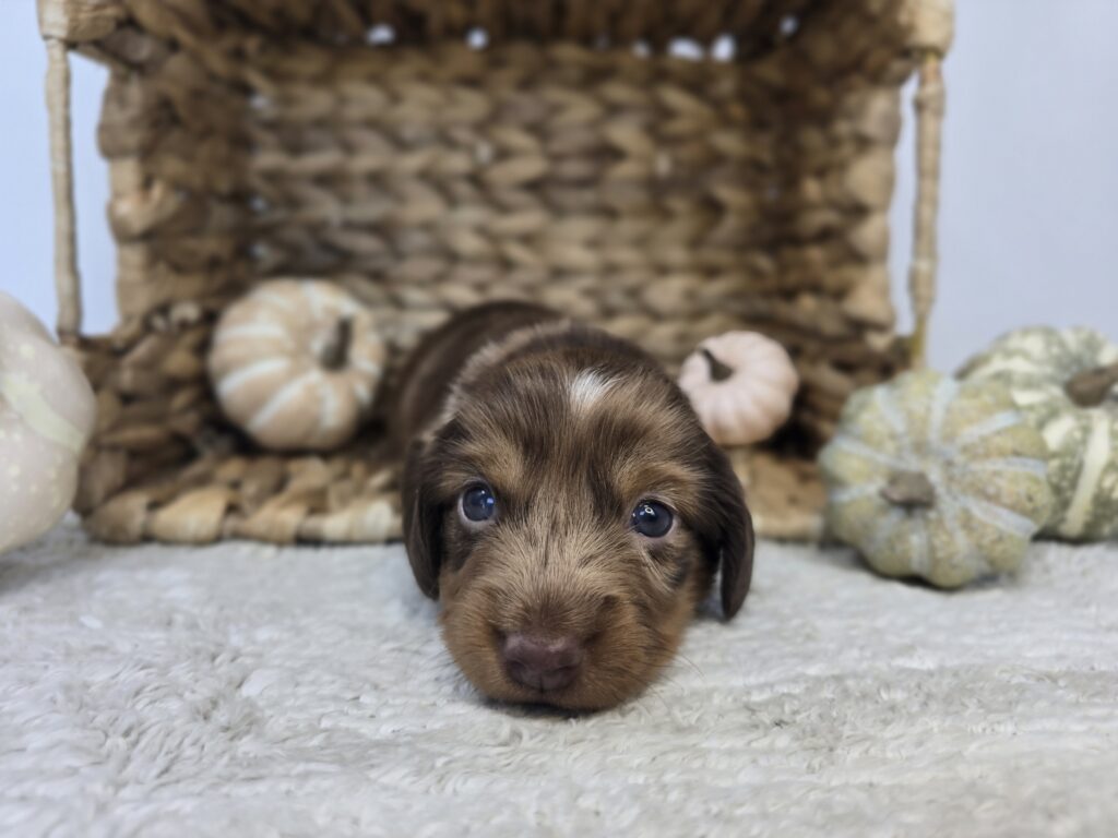 [#25817-01]  - Chocolate / Tan M Chiweenie Puppies For Sale