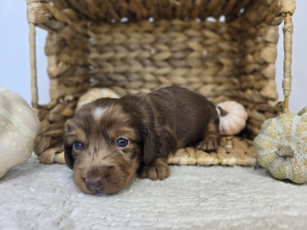 Kit - Chiweenie - Image 3