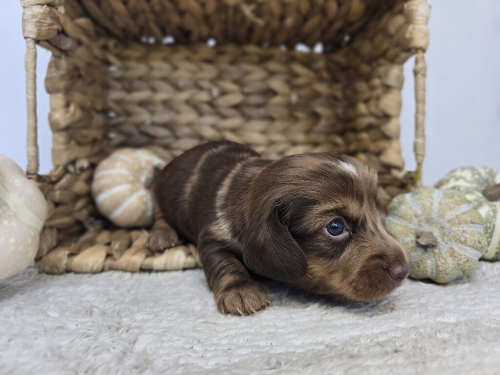 Kit - Chiweenie - Image 2