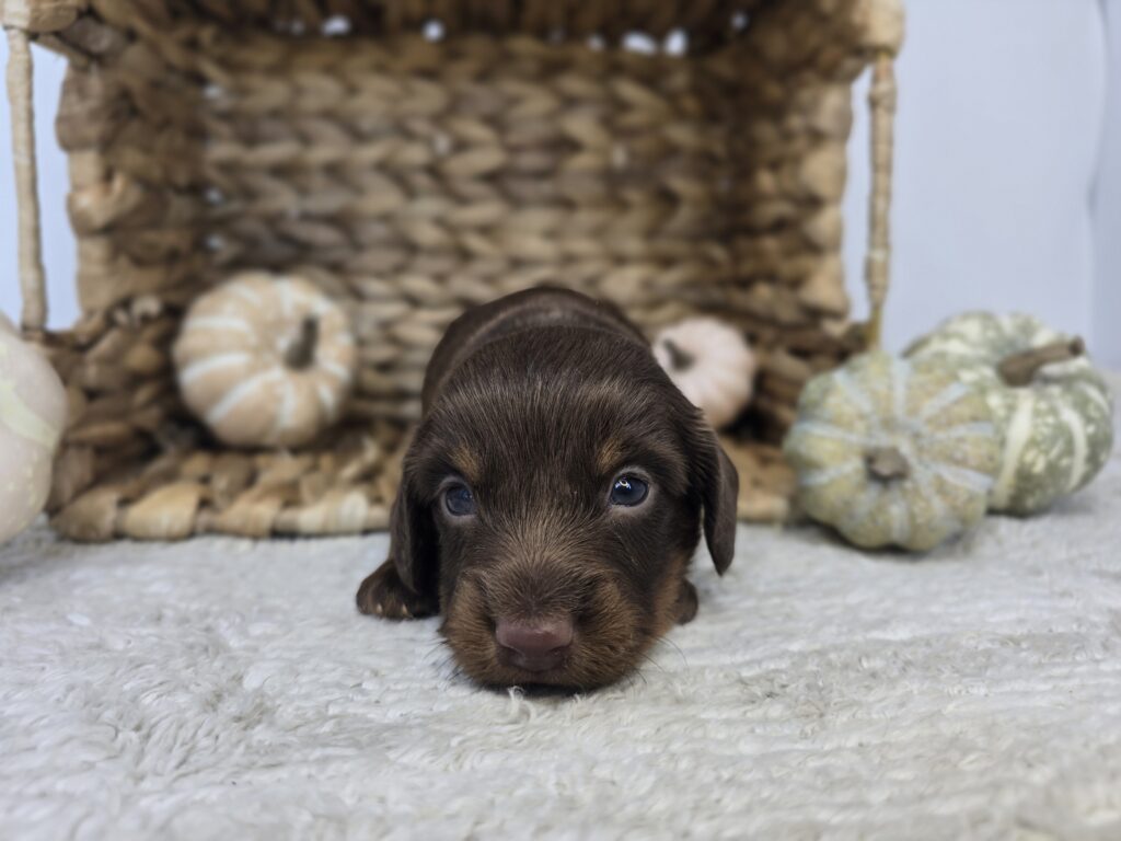 [#25817-02]  - Chocolate M Chiweenie Puppies For Sale