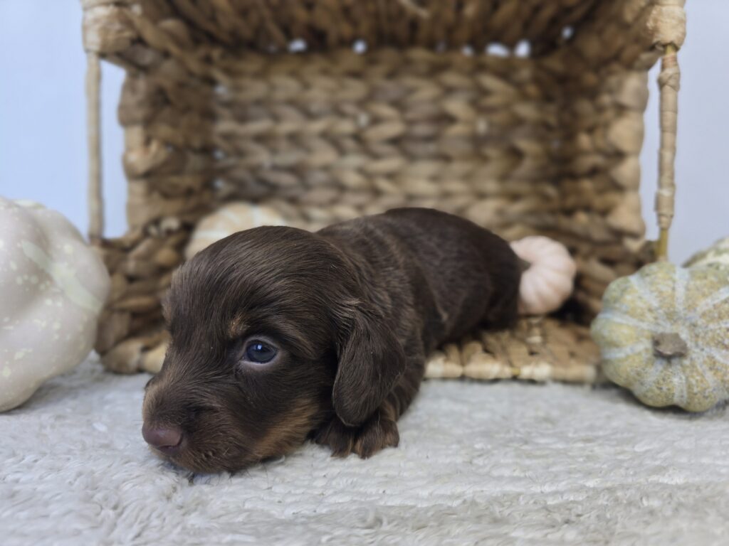 Trek - Chiweenie - Image 3