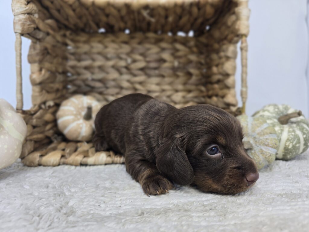 Trek - Chiweenie - Image 2