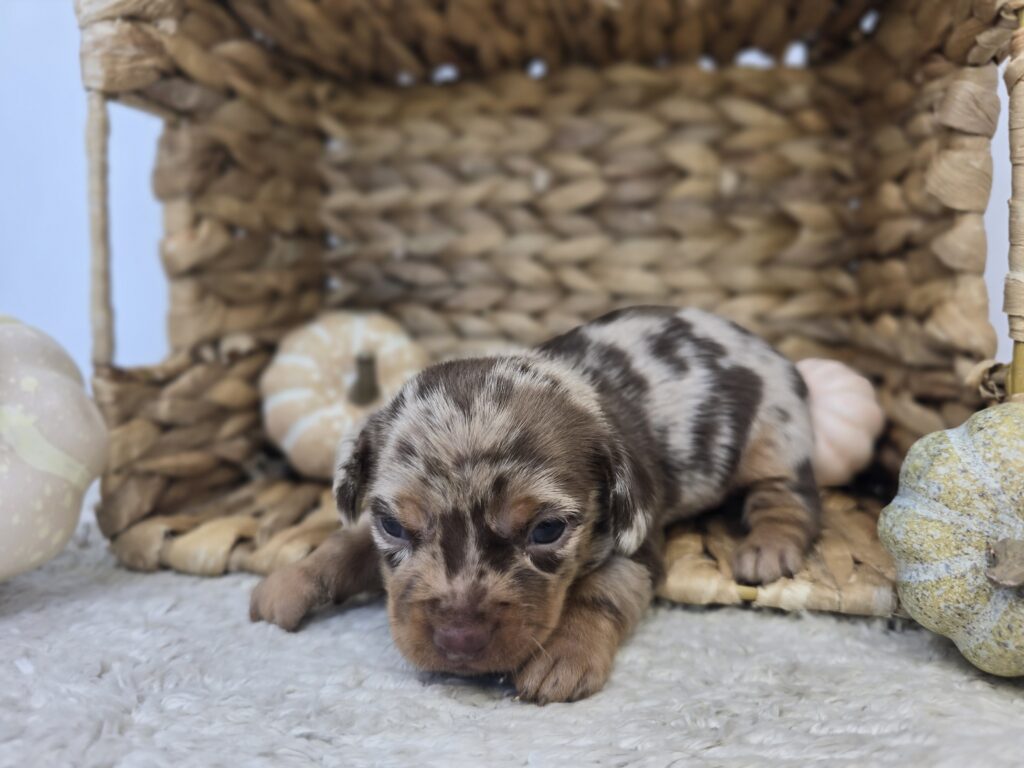 Rivulet - Chiweenie - Image 3