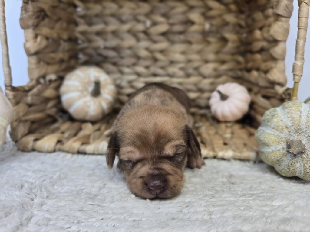 [#25815-02]  - Chocolate / Tan M Chiweenie Puppies For Sale