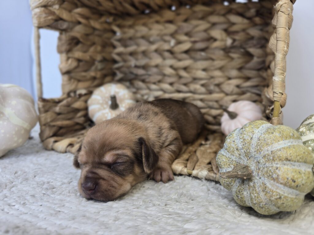 Snowdrop - Chiweenie - Image 3