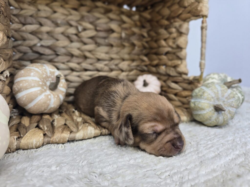 Snowdrop - Chiweenie - Image 2