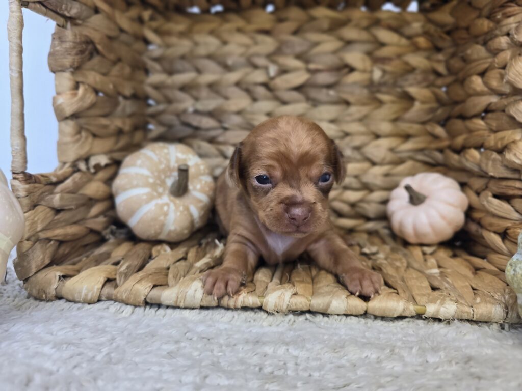 [#25815-03]  - Chocolate / Tan M Chiweenie Puppies For Sale