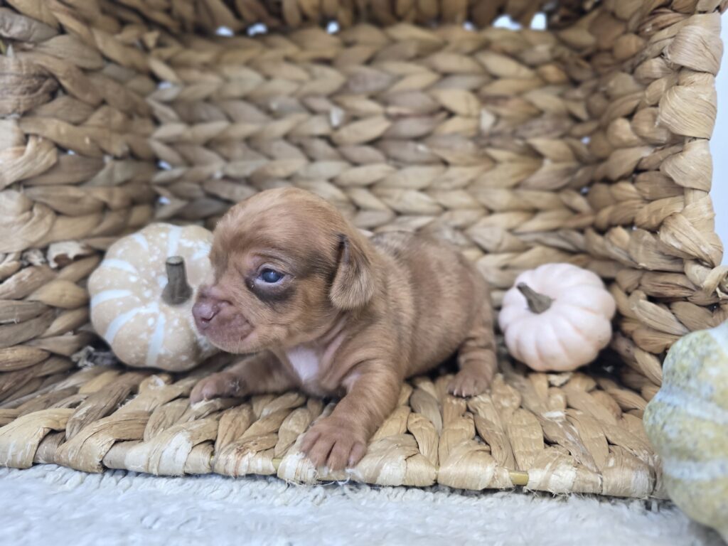 Zero - Chiweenie - Image 2