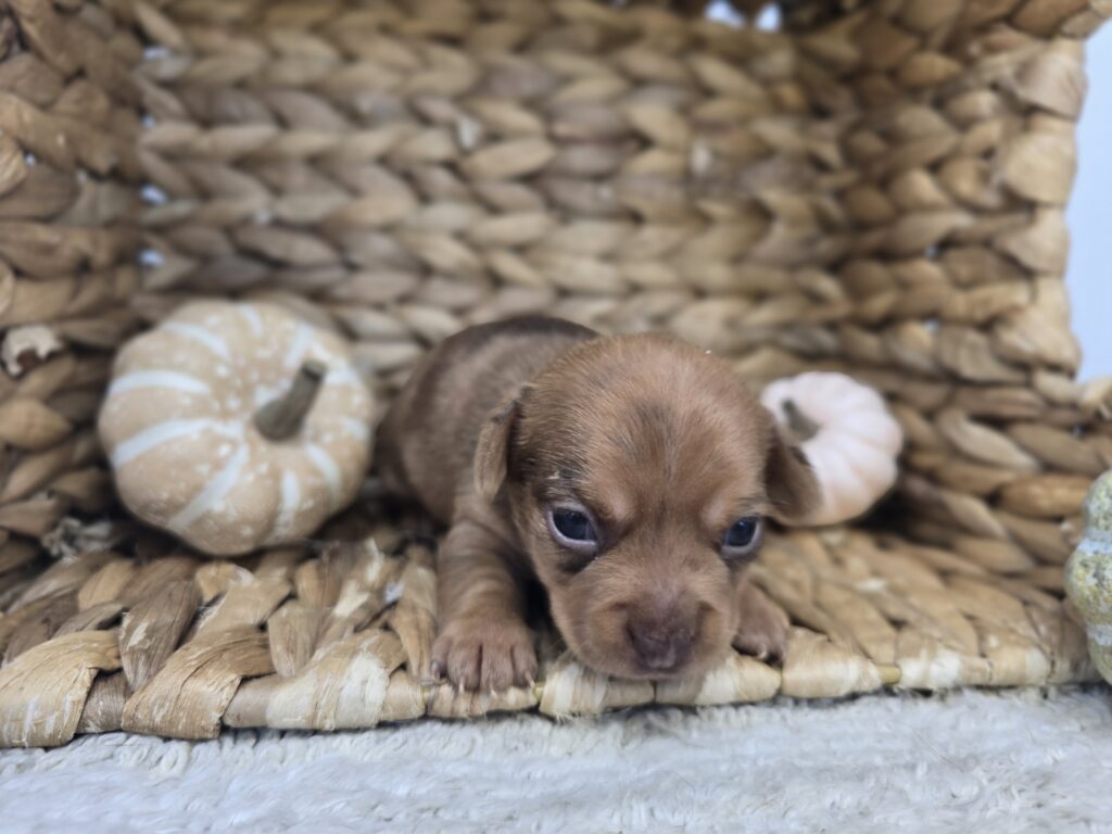 [#25815-04]  - Chocolate / Tan F Chiweenie Puppies For Sale