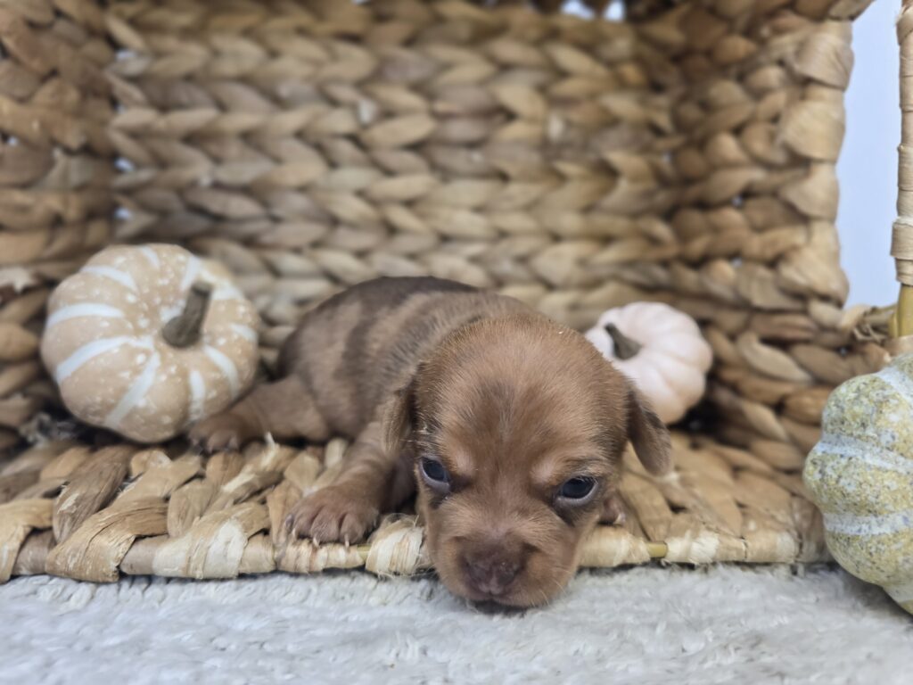 Linden - Chiweenie - Image 3