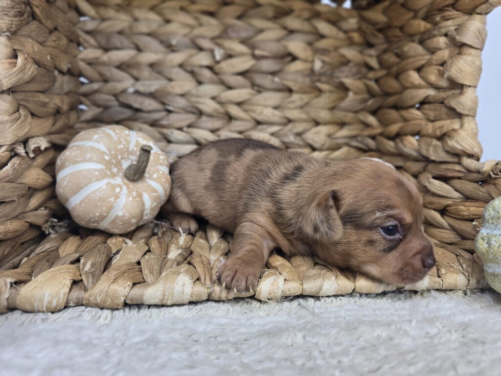 Linden - Chiweenie - Image 4