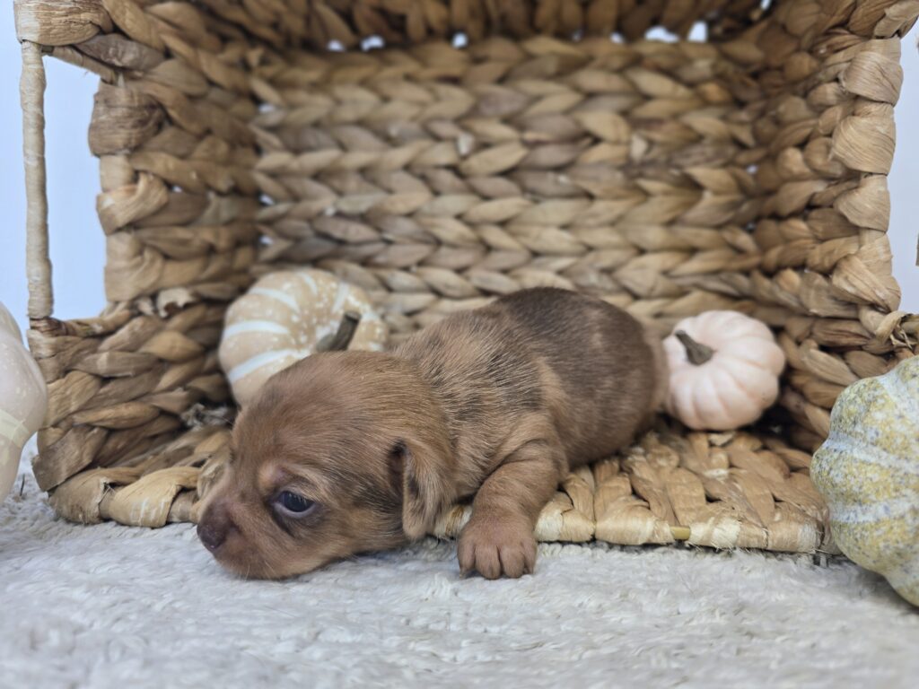 Linden - Chiweenie - Image 2