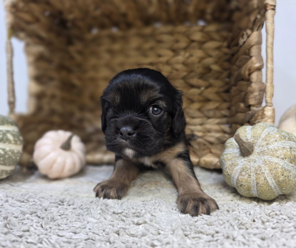 [#2516-01]  - Black / Tan M Cavalier King Charles Spaniel Puppies For Sale