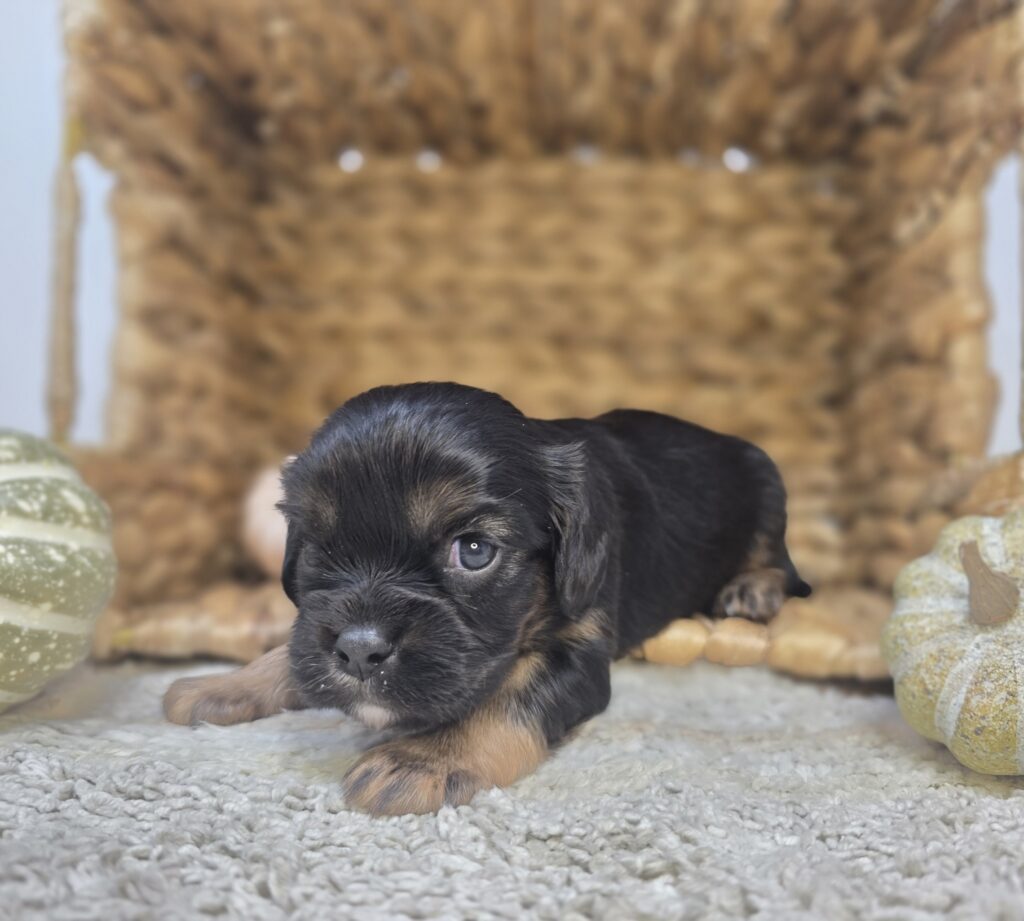 Cypress - Cavalier King Charles Spaniel - Image 2