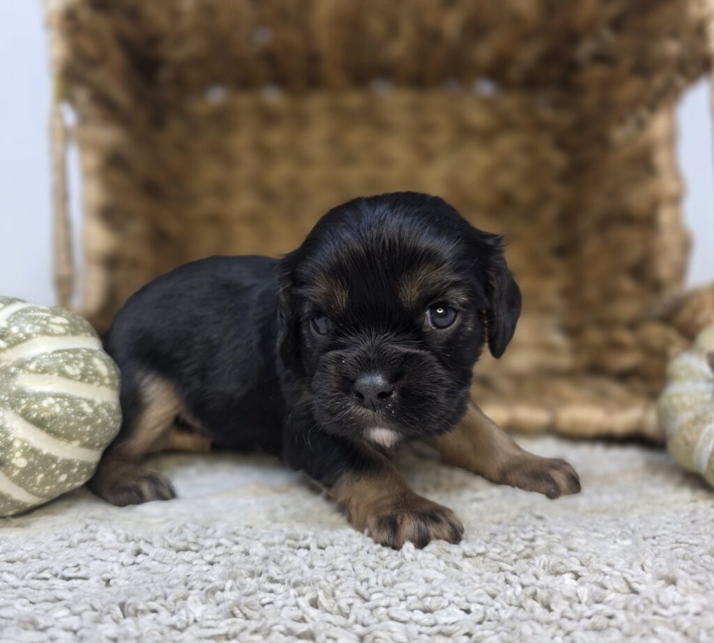 Cypress - Cavalier King Charles Spaniel - Image 3