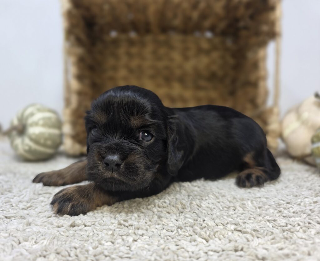 Taylor - Cavalier King Charles Spaniel - Image 2