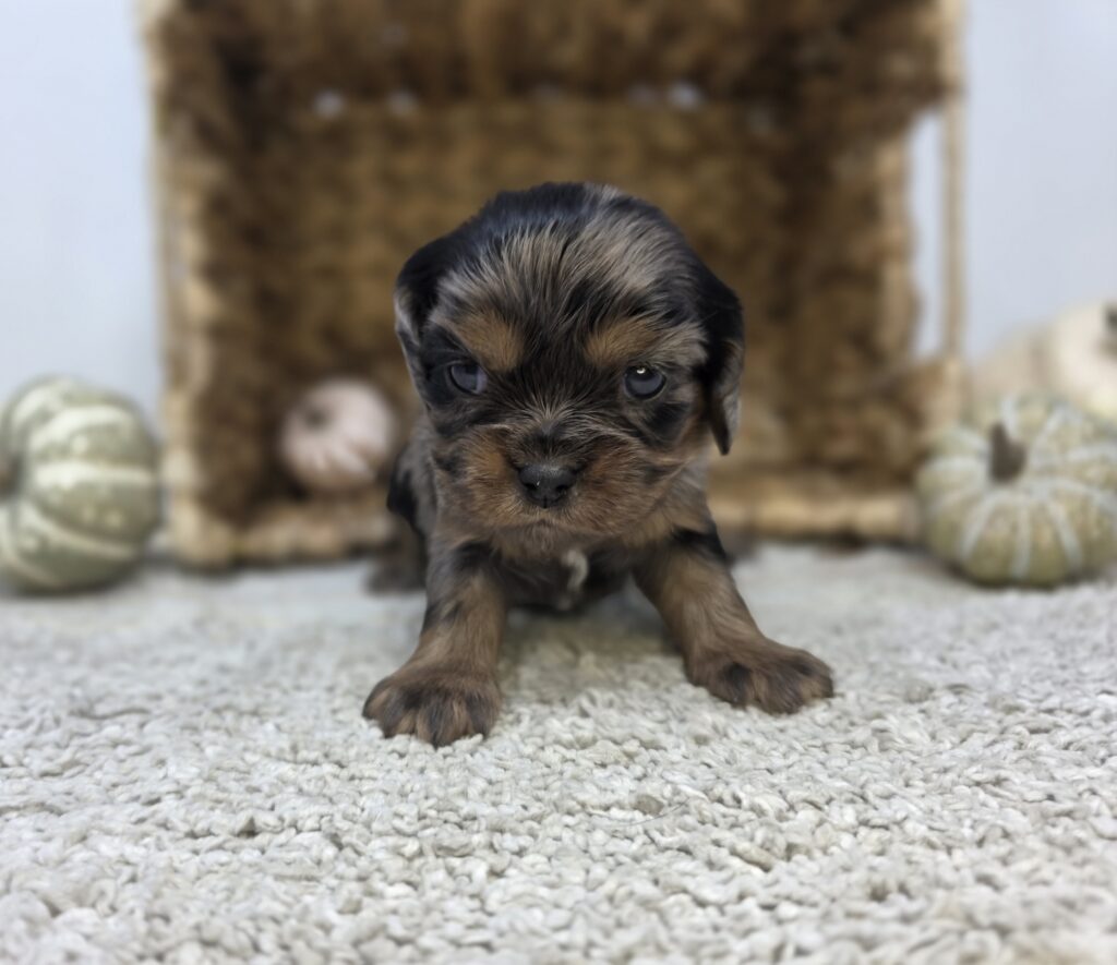 [#2516-03]  - Blue Merle F Cavalier King Charles Spaniel Puppies For Sale