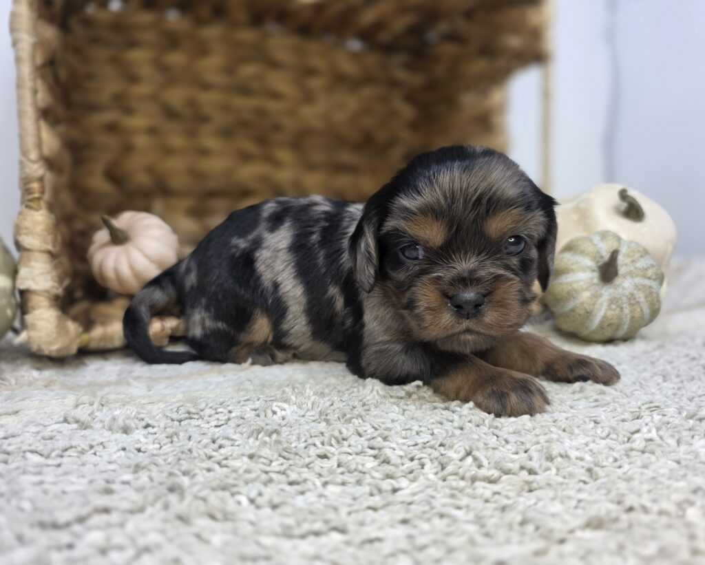Charlie - Cavalier King Charles Spaniel - Image 2