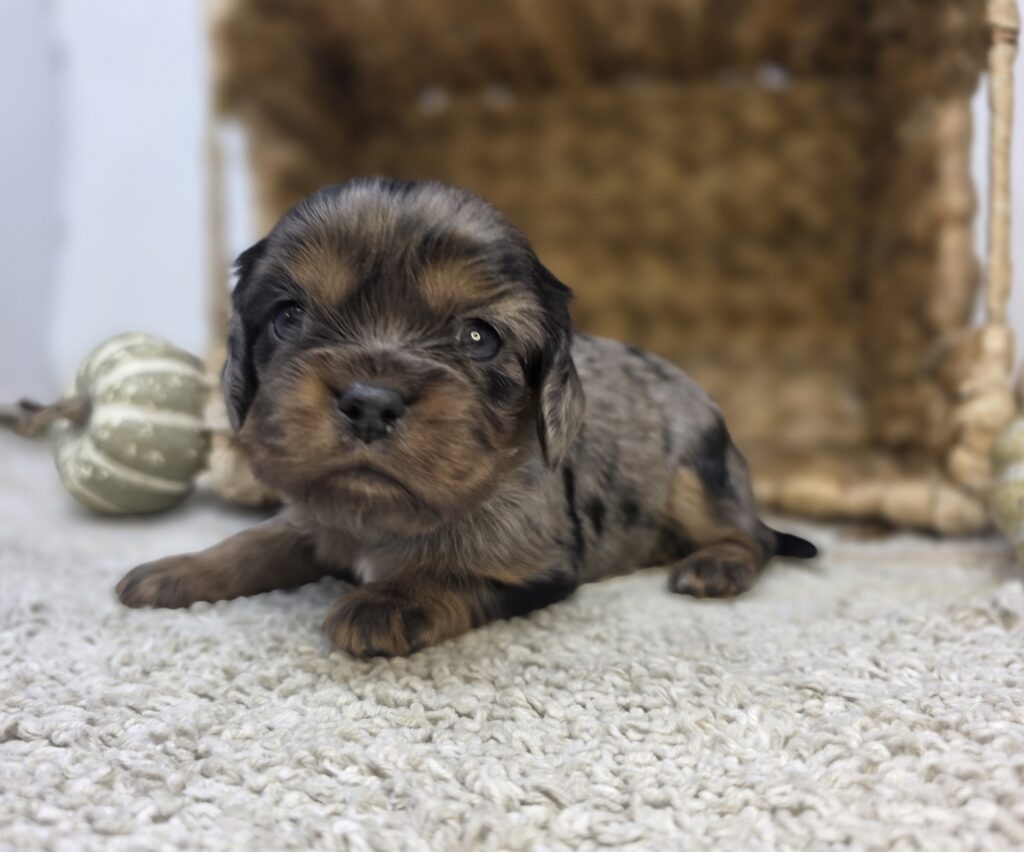 Charlie - Cavalier King Charles Spaniel - Image 3